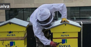 aviva apiary with bees and beekeeper