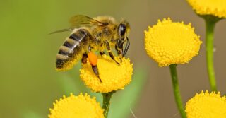 Bee pollinating a yellow flower - pollinators