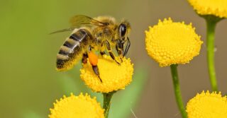 Biodiversity: Supporting pollinators at Gas Networks Ireland